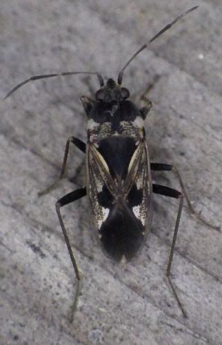 Réf. 274 238 : Rhyparochromus vulgaris